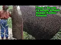 Download Lagu Sarangnya Pada Kandas Ketanah Madunya Melimpah Ruah #lebah #madu #hutan #alam #bee #honey #trending