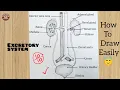 How to draw Human Excretory System easily step by step Urinary System diagram science lebelled