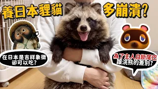 【從零開始養】養日本貍貓多崩潰?在日本是吉祥象徵卻可以吃?為了主人自斷尾巴?跟浣熊差別?【許伯簡芝】