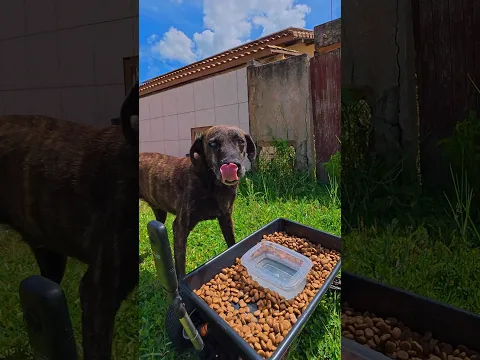 Aubrigadooo pelo papazinho de hoje pessoal 🐾🐕💕 #doguinhos #rua #fome #sede #amor #carrinhoblack