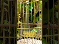 Download Lagu Cucak Ijo Medan indonesian birds #cakijo #cakijogacor