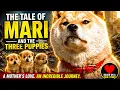 A Mother Dog Risked Everything to Save Her 3 Puppies The Tale of Mari and the Three Puppies