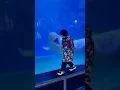 Download Lagu Smart Beluga Whale | Beluga Whale Training #amazing