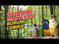 Download Lagu Kombinasi Mastran | Kapas Tembak - Cucak Jenggot - Cungkok Full Tembakan