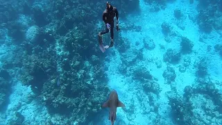 ALMOST ATTACKED BY A SHARK! – Spearfishing Fails and our Reactions!