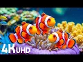 Lagu Aquarium 4K VIDEO (ULTRA HD) - Beautiful Coral Reef Fish - Sleep Relaxing Meditation Music