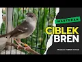 Download Lagu Ciblek Kristal Gacor Bren | Masteran Ciblek Kristal Bren