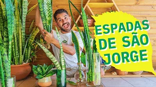 PLANTA EM VIDRO COM ÁGUA (QUADRO NOVO!!!) - Minhas Plantas, Minhas Regras