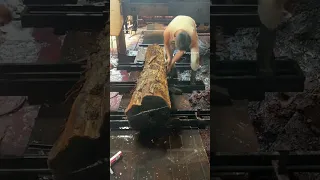 إنه الخشب الأسود احد أفخم وأثمن الأخشاب اكسبلور معلومات  إنه الخشب الأسود احد أفخم وأثمن الأخشاب اكسبلور معلومات