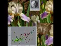 1st Project about Iris Dataset