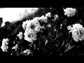 Larissa Lambert-Yearning