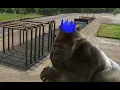 Monke tries the Ape Atoll agility course