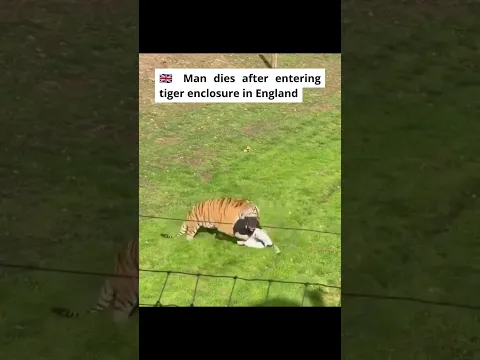 Man dies after entering tiger enclosure in England