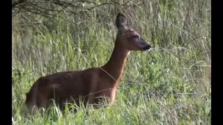 راحة نفسية صوت الغزال 