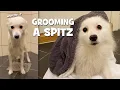 Lagu How Often Should You Groom A Japanese Spitz?
