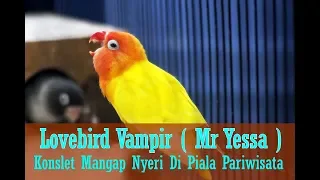 suara burung aksi gila lovebird vampire konslet mangap double winner di piala pariwisata