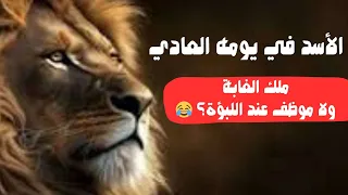 الأسد واللبؤة لما الشجاعة تبقى أسلوب حياة 