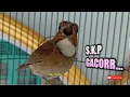 Download Lagu Sikatan Kerongkongan putih (SKP) GACOR!