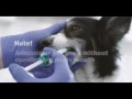 SILEO Dosing Further Dose Normandale Veterinary Hospital Edina MN