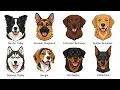 Every DANGEROUS Dog Breed Explained