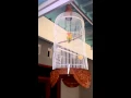 Download Lagu Lovebird Kepala Mas (khalis)