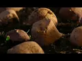 Carbon Based Lifeforms - Photosynthesis [HD Video]