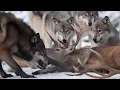 Download Lagu Yellowstone. The survival battle of the frozen warriors