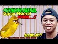 Download Lagu Rawatan Pleci Dakbal Agar Cepat Gacor Ngalas Ngerol Ala Om Ardi KPC