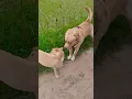 Download Lagu Cocoka friend gaonki gori 🥰🧿🤣 #labrador #dog #cute #funny #trending #love #pets #animals #trending