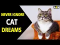 What does Cat Dream Meaning Cat Dream interpretation Dreaming of Cats