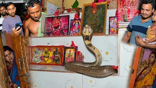 Monocled Cobra in the Puja Ghar! 😱
