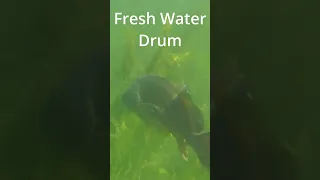 Underwater footage of a fresh Water Drum – The Off-Road Angler