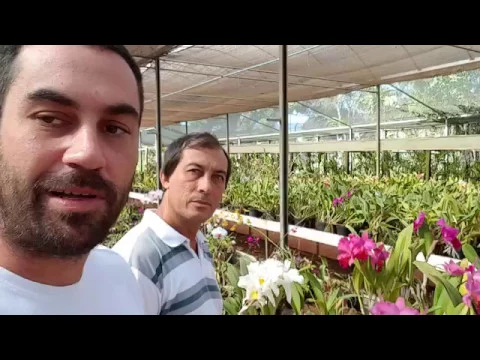 CUIDADOS COM A ORQUÍDEA CATTLEYA LOJA PLANTEI