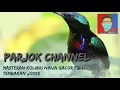 Download Lagu 1 jam Masteran Kolibri Ninja Gacor full tembakan . cocok untuk masteran Murai Batu dan Kacer ...