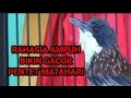 Download Lagu PERAWATAN AGAR PENTET MATAHARI GACOR