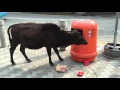 Video di Hong Kong Cow eating McDonald from Rubbish Bin
