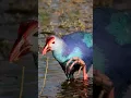 Download Lagu Grey-Headed Swamphen have HUGE Feet!