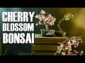 The beauty of cherry blossom bonsai