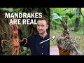 Download Lagu Mandrake Plant from Harry Potter Is a Real Magical Plant!