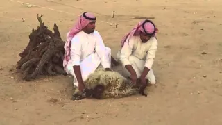 شيلة   هب البراد   بدون إيقاع        دندنها