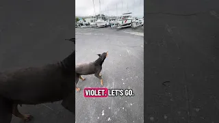#fyp #dream #pets #vlog #doberman