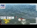Pete Hegseth swims across the Hudson River with Navy SEALs Fox Nation
