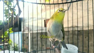 monty ngecal ngeriwik campur ngalas sangat ampuh buat pancingan