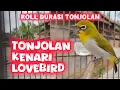 Lagu masteran pleci roll tonjolan