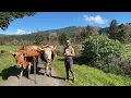 What is an Ox