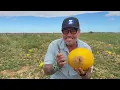 🍈 RICHARD HAS NEVER EATEN A MELON THIS SWEET!