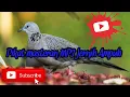 Download Lagu Suara burung tekukur untuk pikat ampuh 100% #masukberandayoutube #suaraburungtekukur