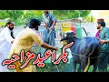 Lagu Bakra Eid Special Funny Video By PK TV Vines 2024 | PK TV