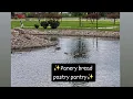 Panera Bread Pastry pantry