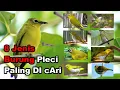 Download Lagu Mengenal 8 Jenis Burung Pleci